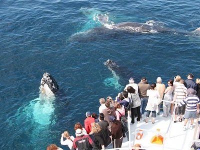 Whale Watching